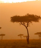 'Serengeti serenity, Tanzania